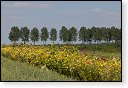 akkerranden akkerrand bloem bloemen flora hdr polder gewas landbouw biodiversiteit landschap cannabis wiet marihuana hasj hennep